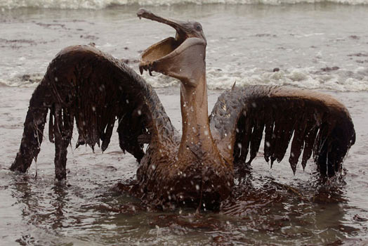 flickr-pelican-oil