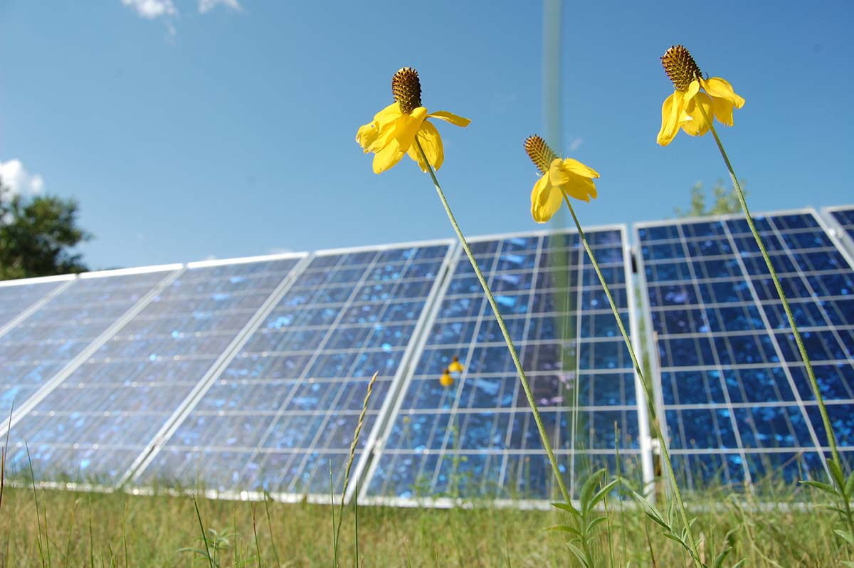 Home solar panels with flowers in foreground.